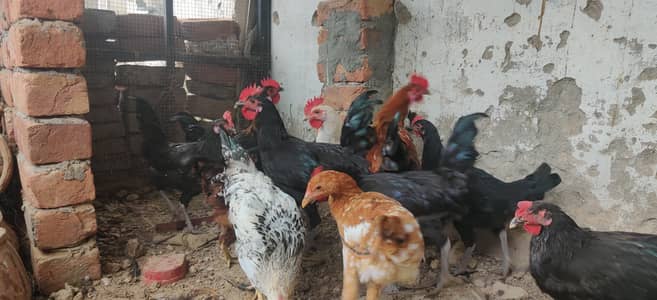 Desi hens males