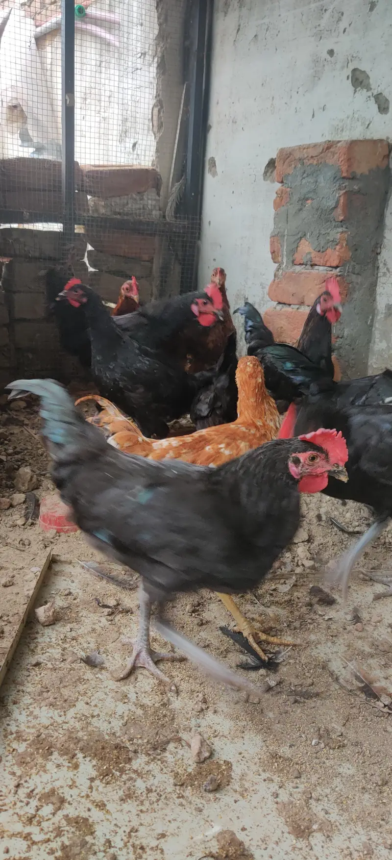 Desi hens males — photo 2