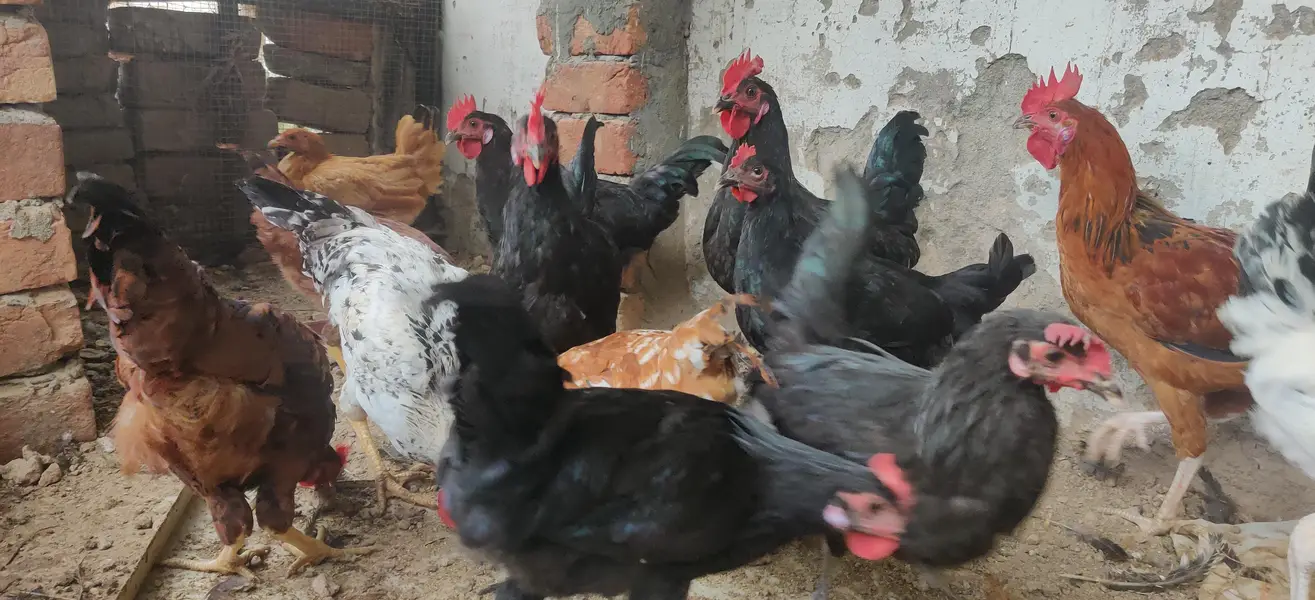 Desi hens males — photo 3