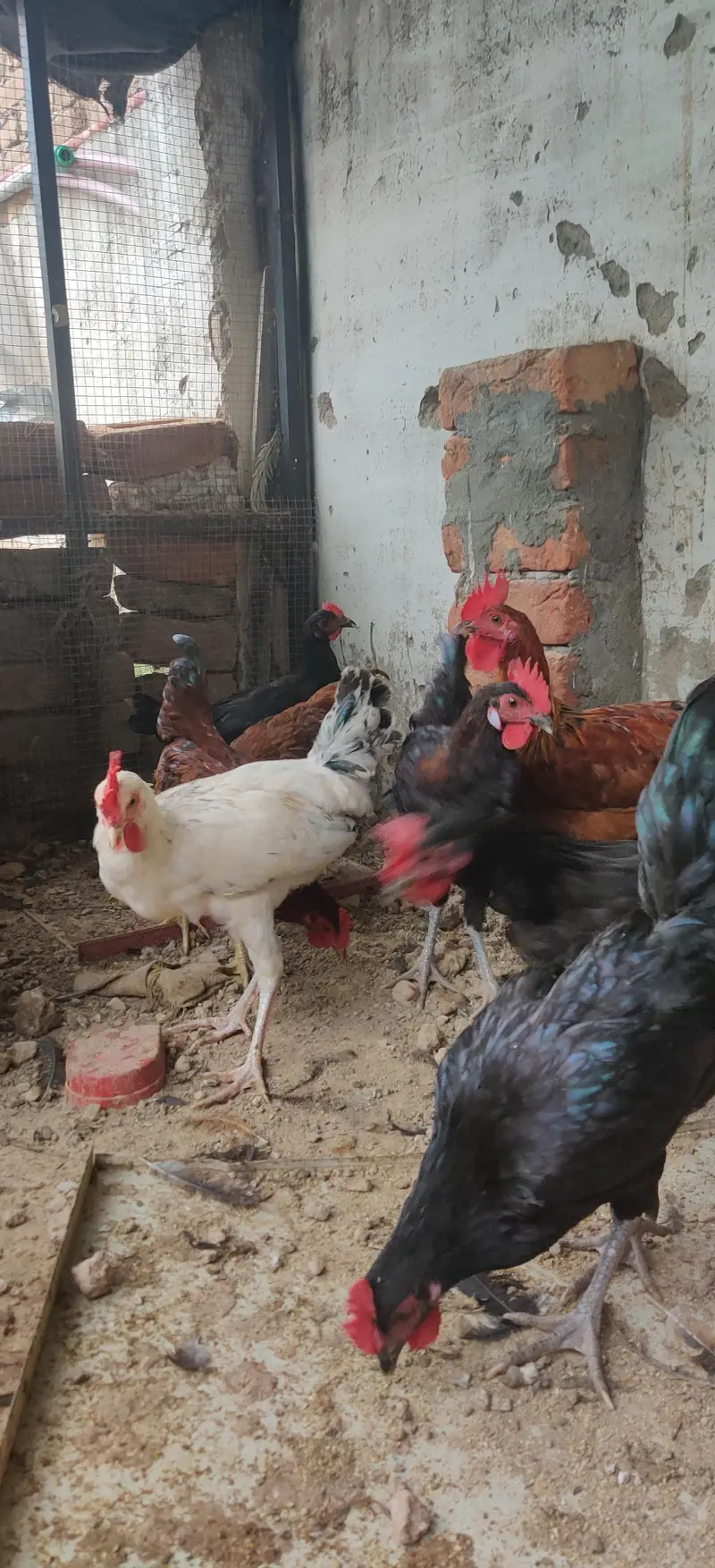 Desi hens males — photo 4