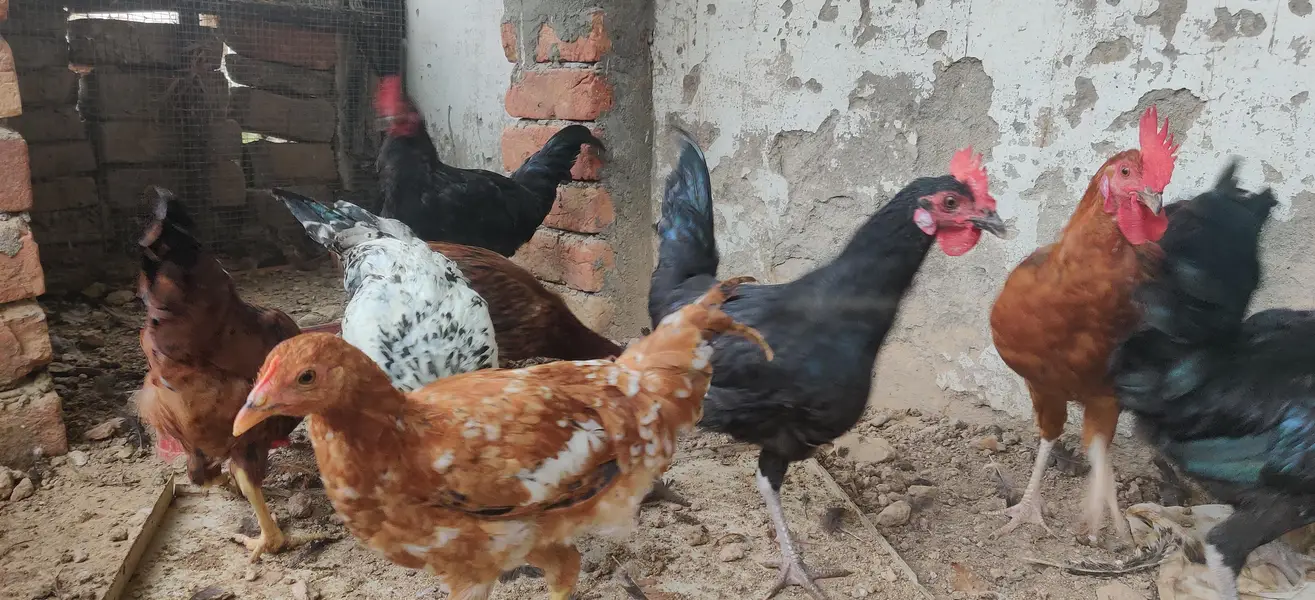 Desi hens males — photo 5