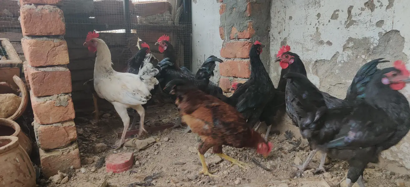 Desi hens males — photo 6