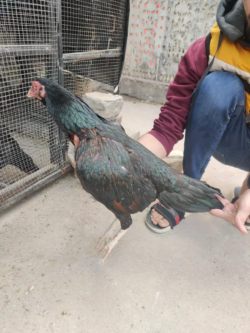 Desi hens males — photo 7