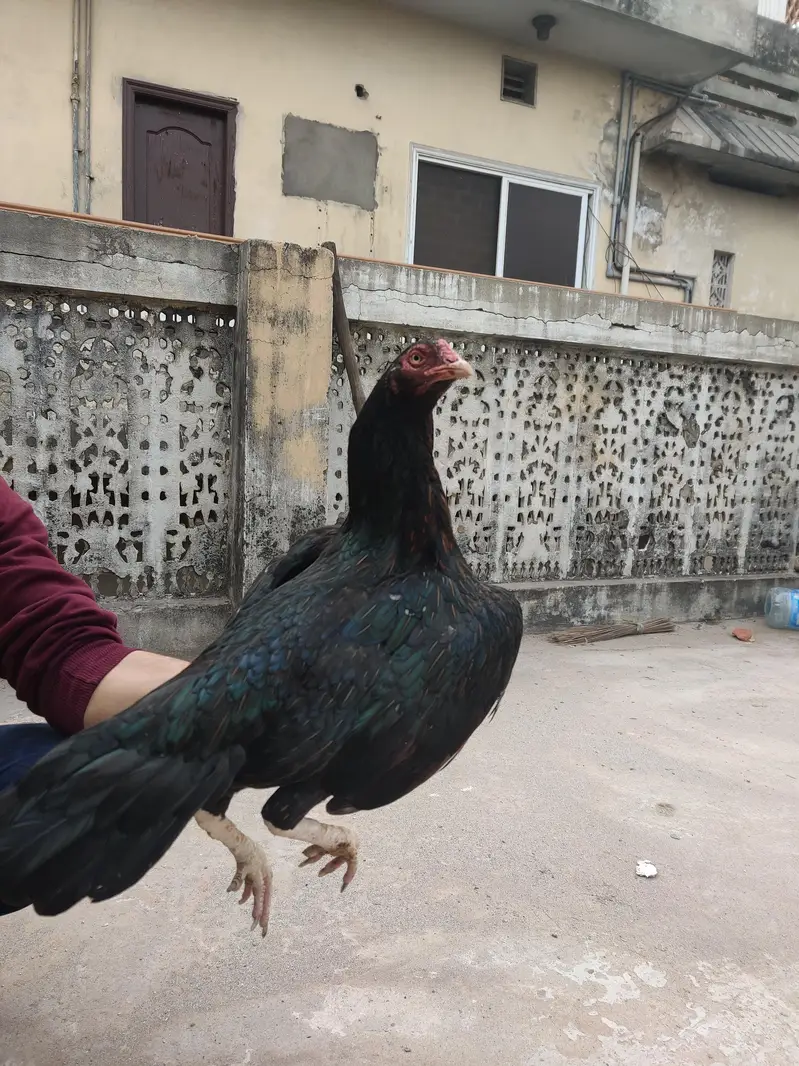 Desi hens males — photo 8