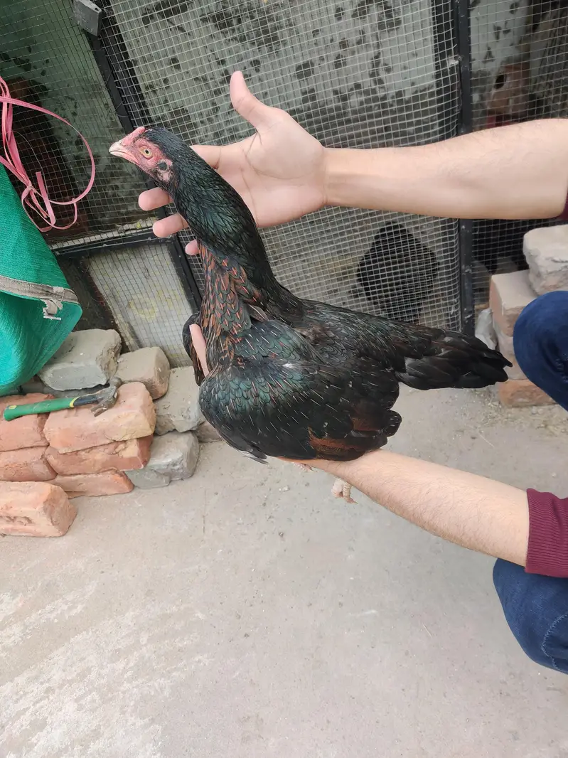 Desi hens males — photo 9
