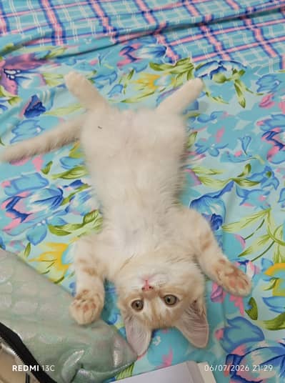 Kitten for adoption