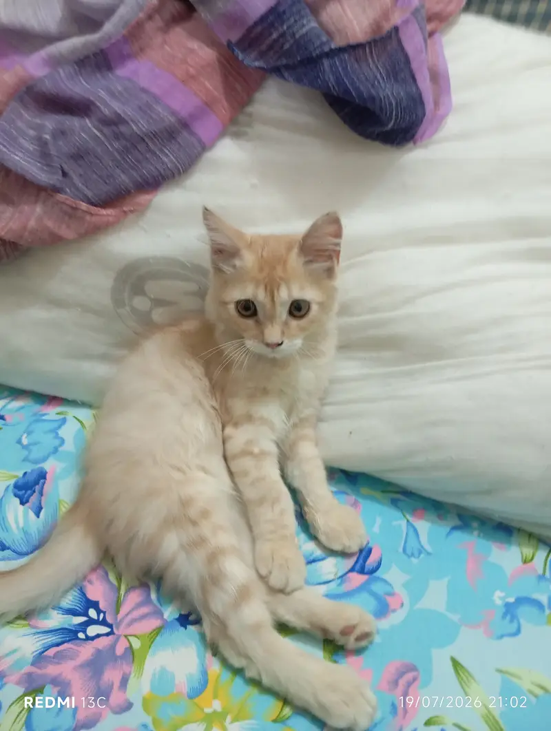 Kitten for adoption — photo 2