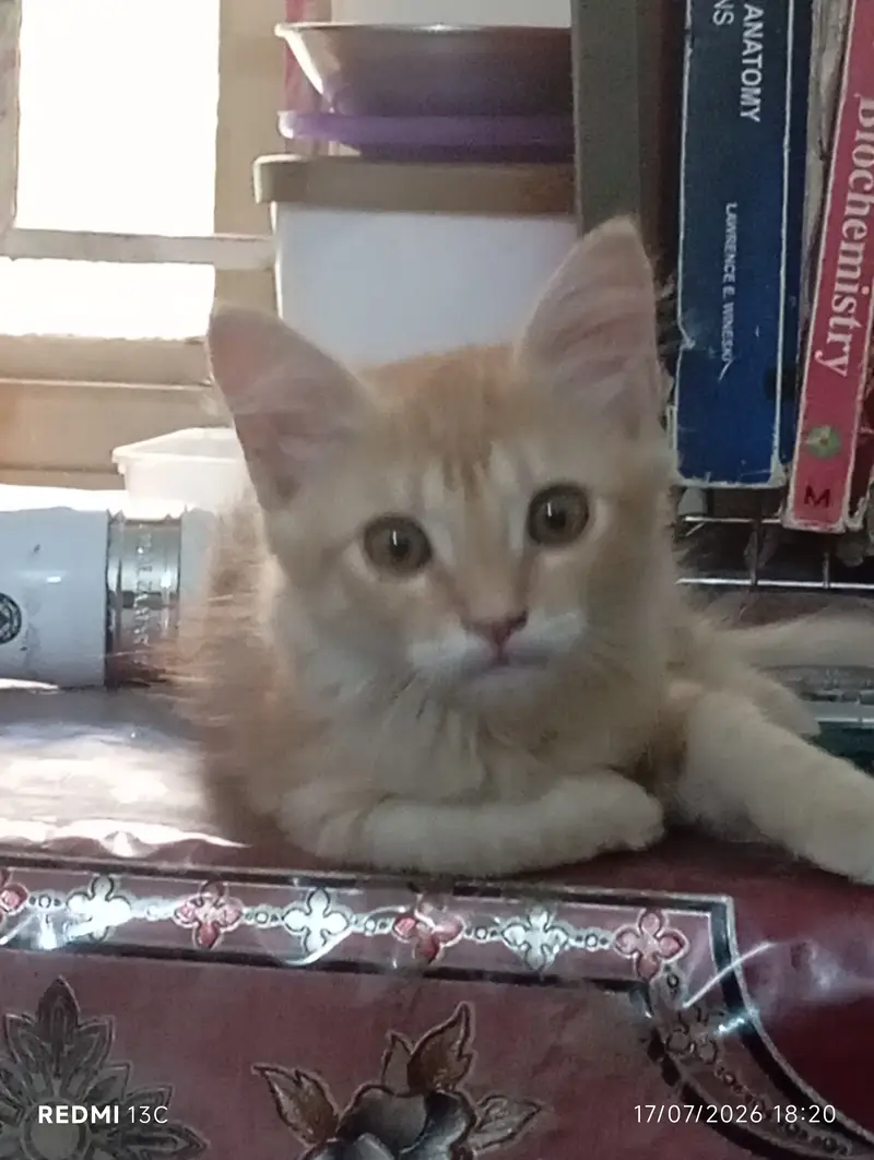 Kitten for adoption — photo 3