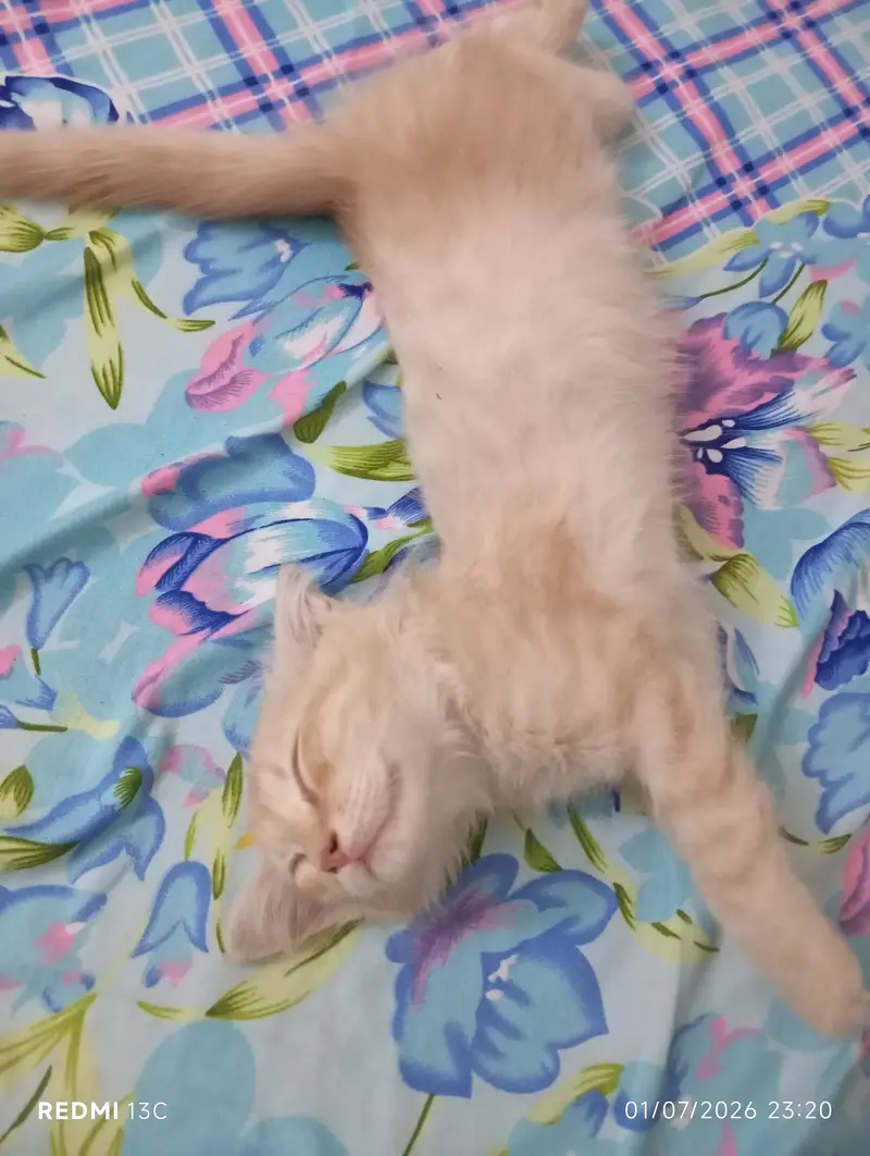 Kitten for adoption — photo 4