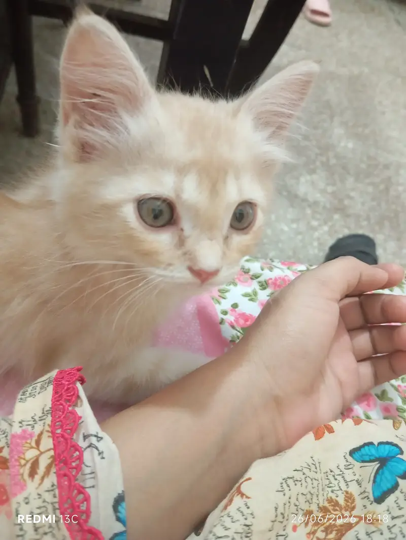 Kitten for adoption — photo 5