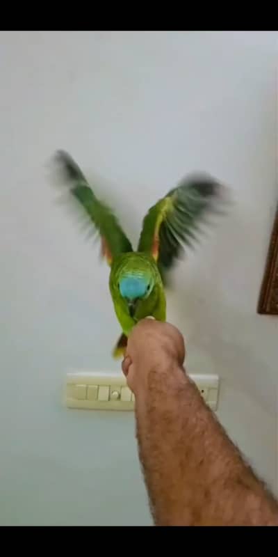 Blue Fronted Amazon Parrot