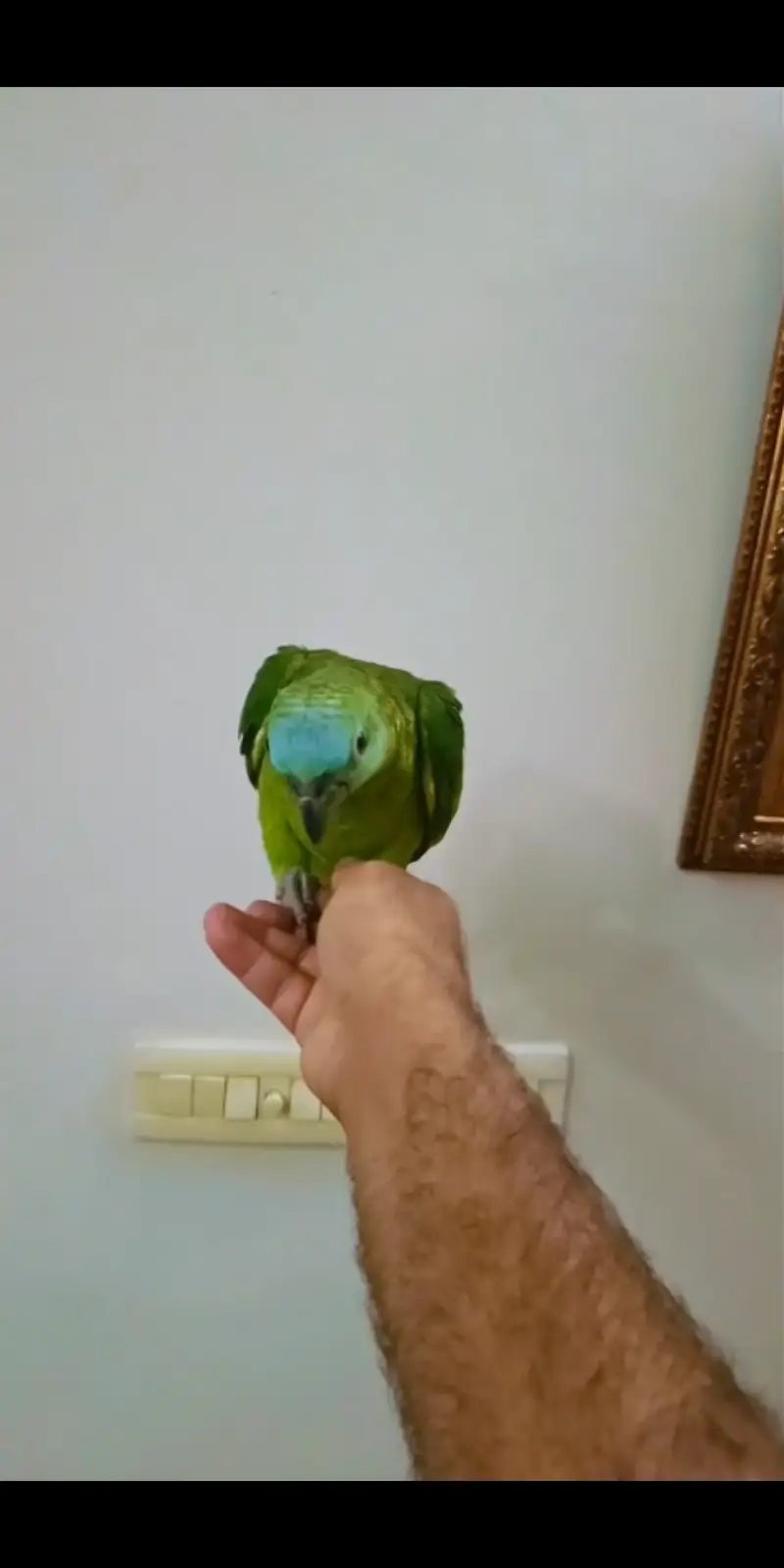 Blue Fronted Amazon Parrot — photo 2