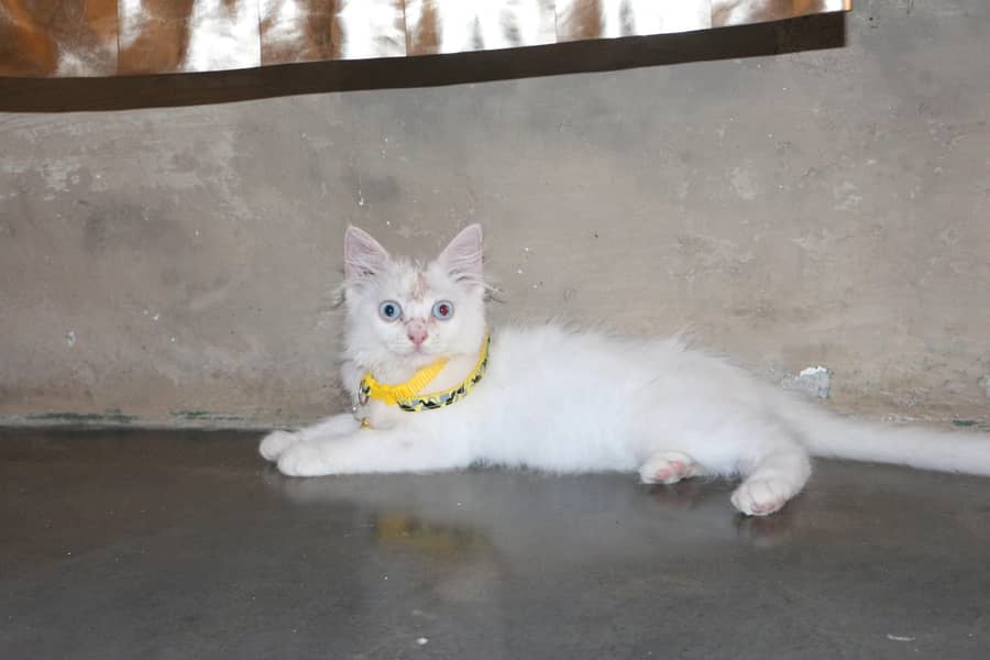 Persion cat 1