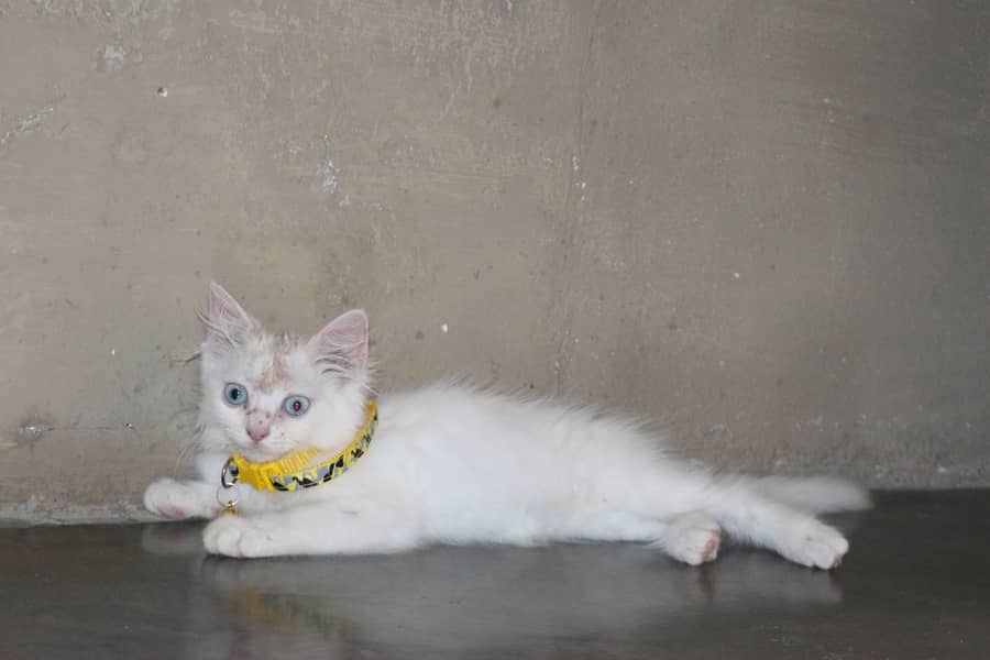 Persion cat 2