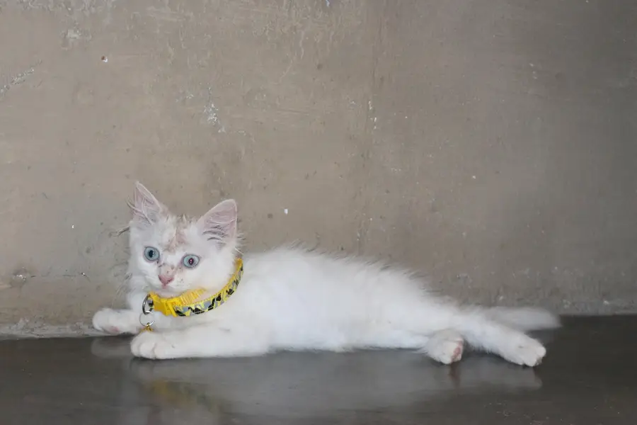 Persion cat — photo 3