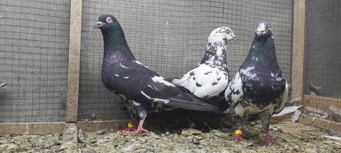 Rampuri joro walay kabotar for sale.