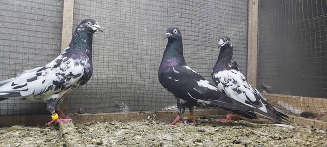 Rampuri joro walay kabotar for sale.