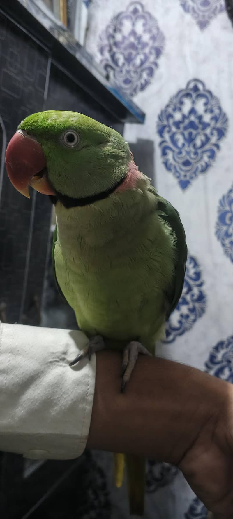 Raw parrot pair 0