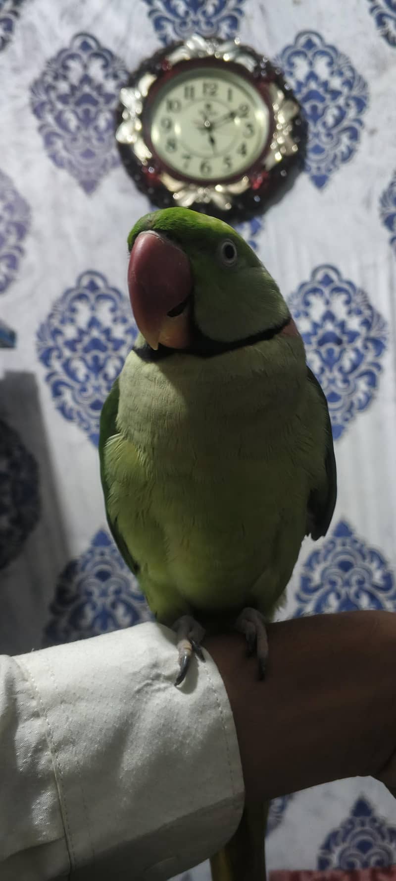 Raw parrot pair 1