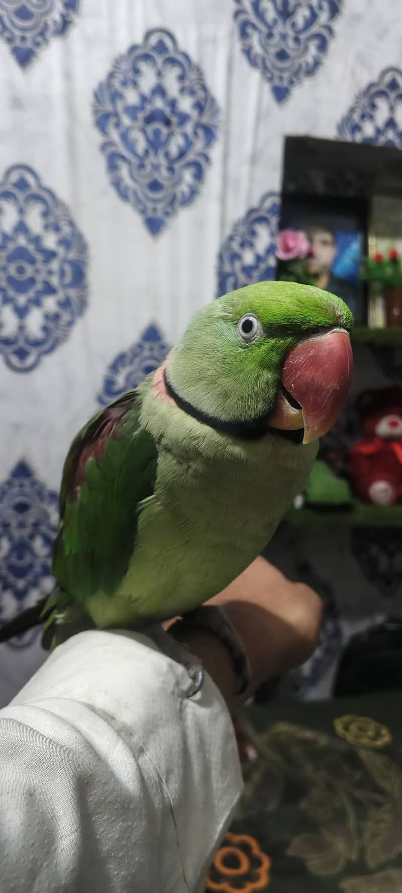 Raw parrot pair 2