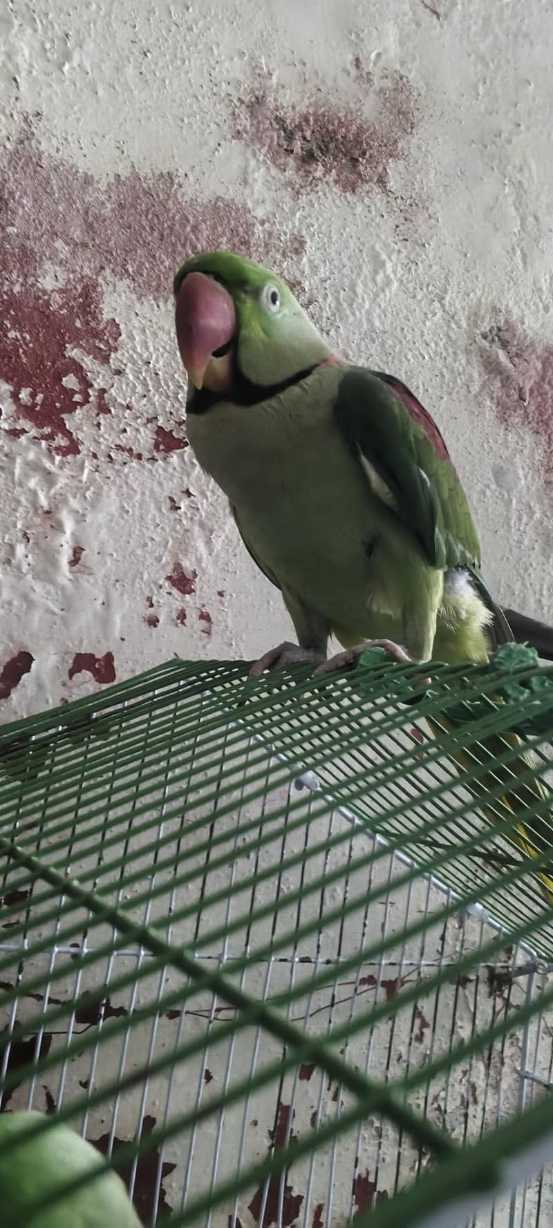 Raw parrot pair 3