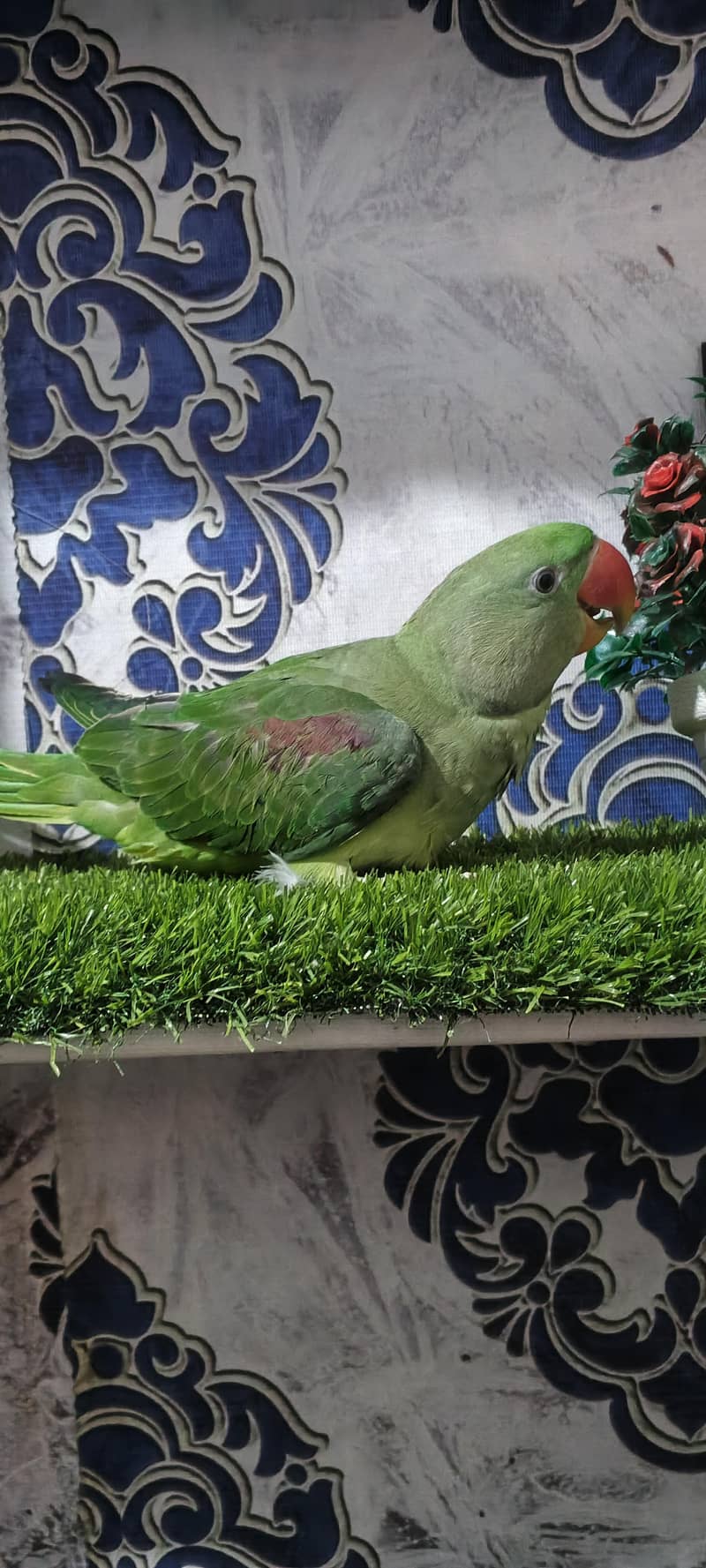 Raw parrot pair 4