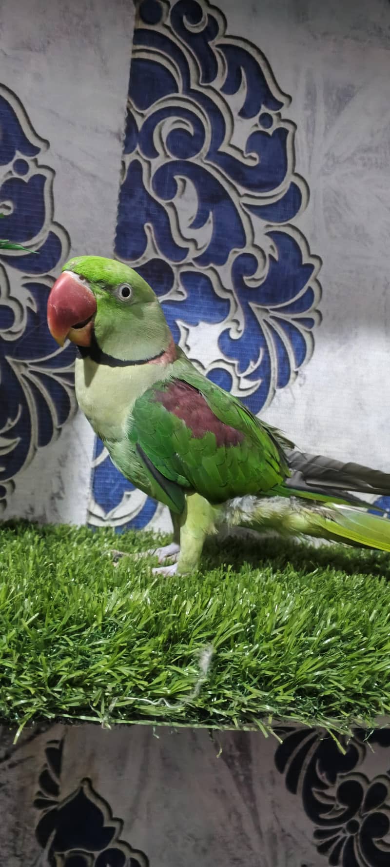Raw parrot pair 5