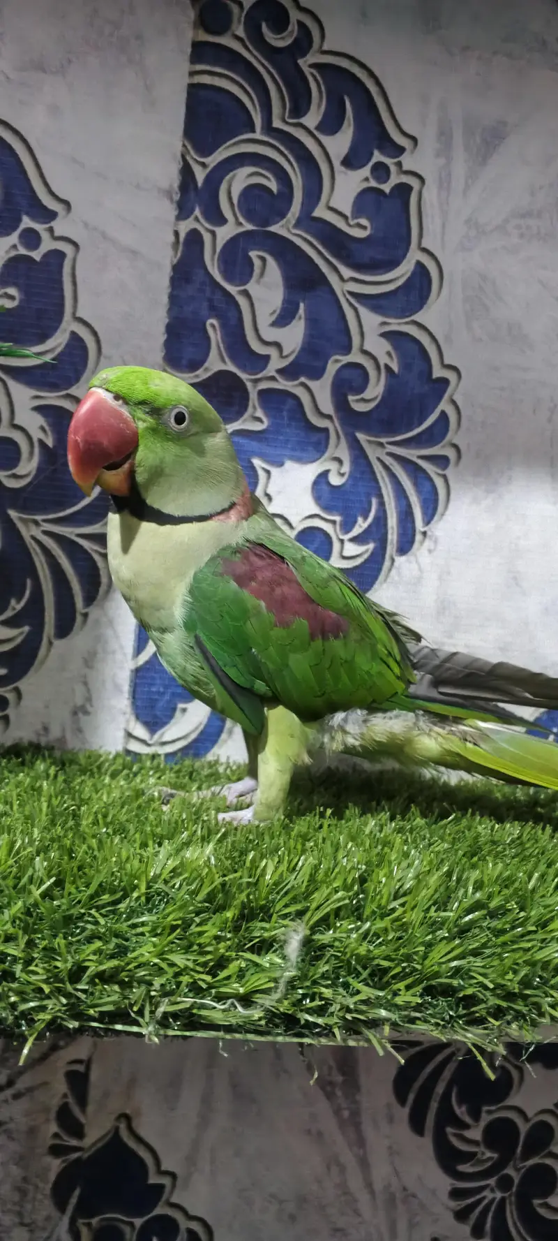Raw parrot pair — photo 6