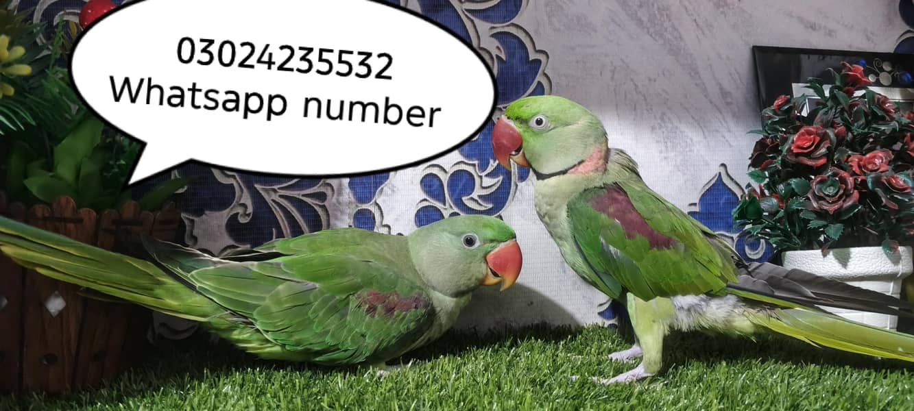 Raw parrot pair 6