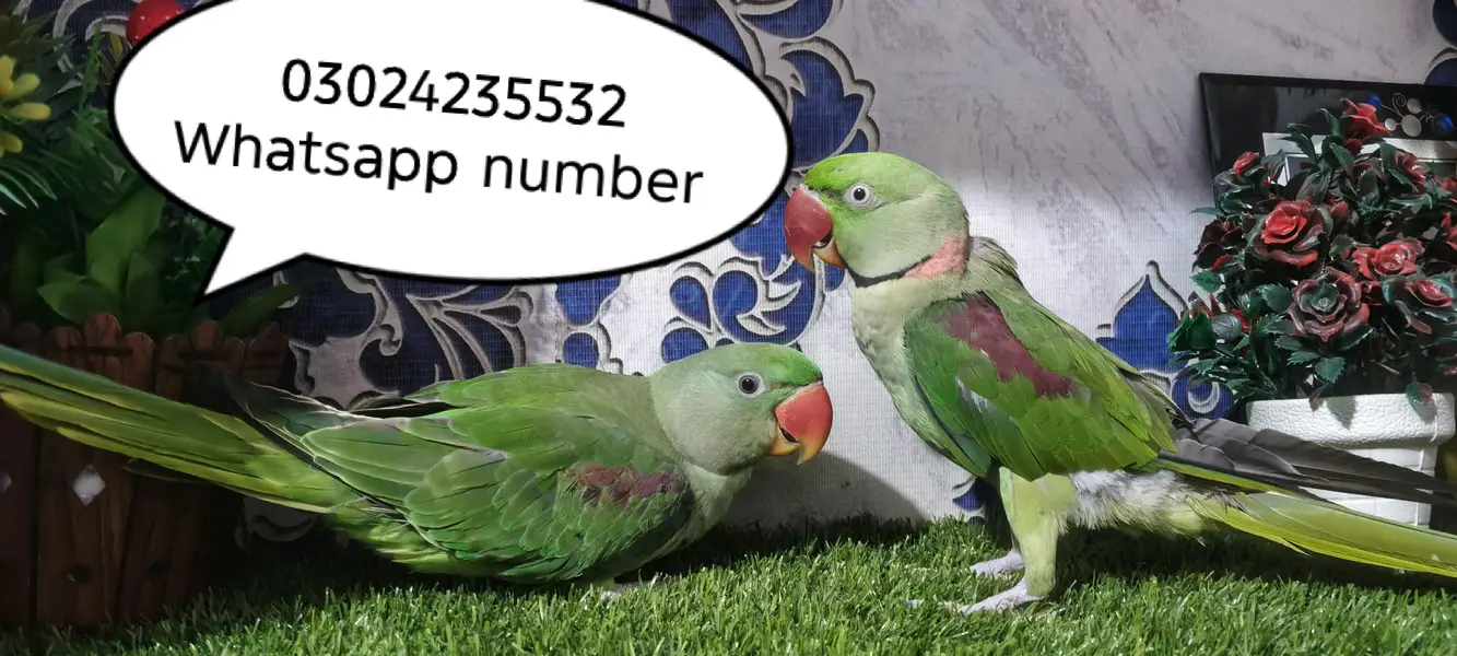 Raw parrot pair — photo 7