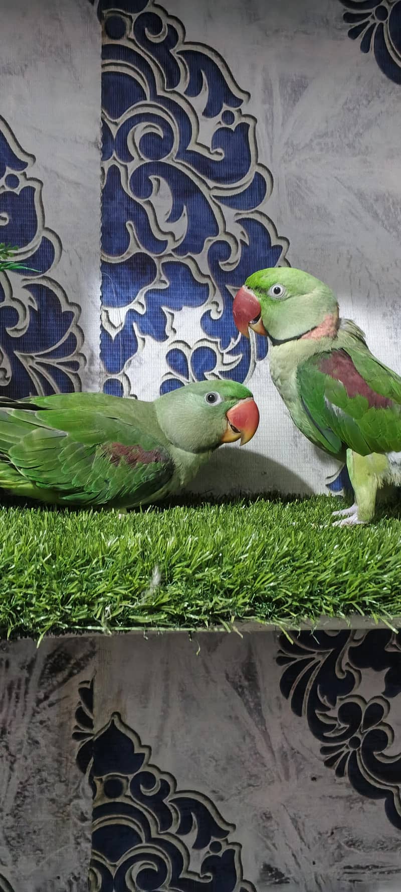 Raw parrot pair 7