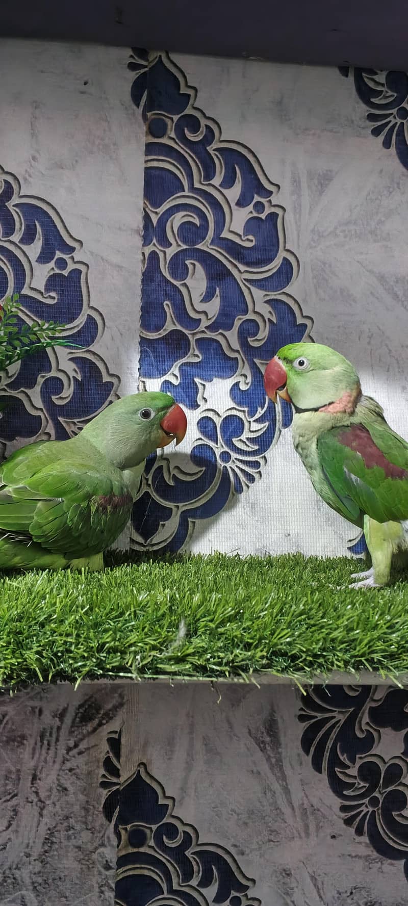 Raw parrot pair 8