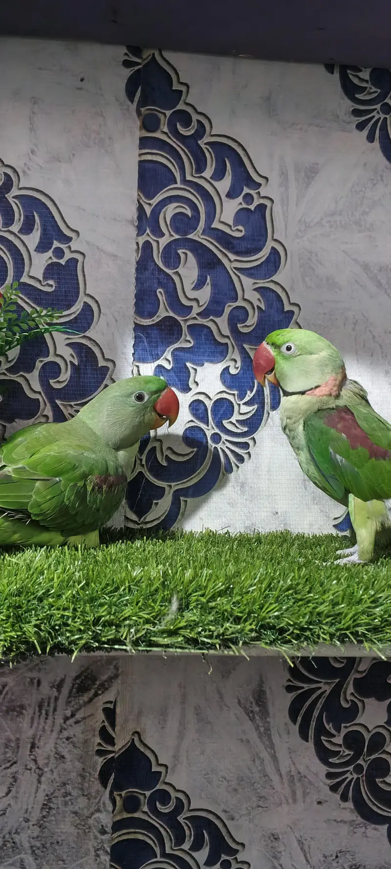 Raw parrot pair — photo 9