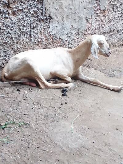 dodh wali bakri ha