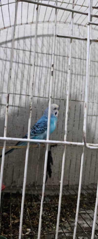 australians parrots breeder pair
