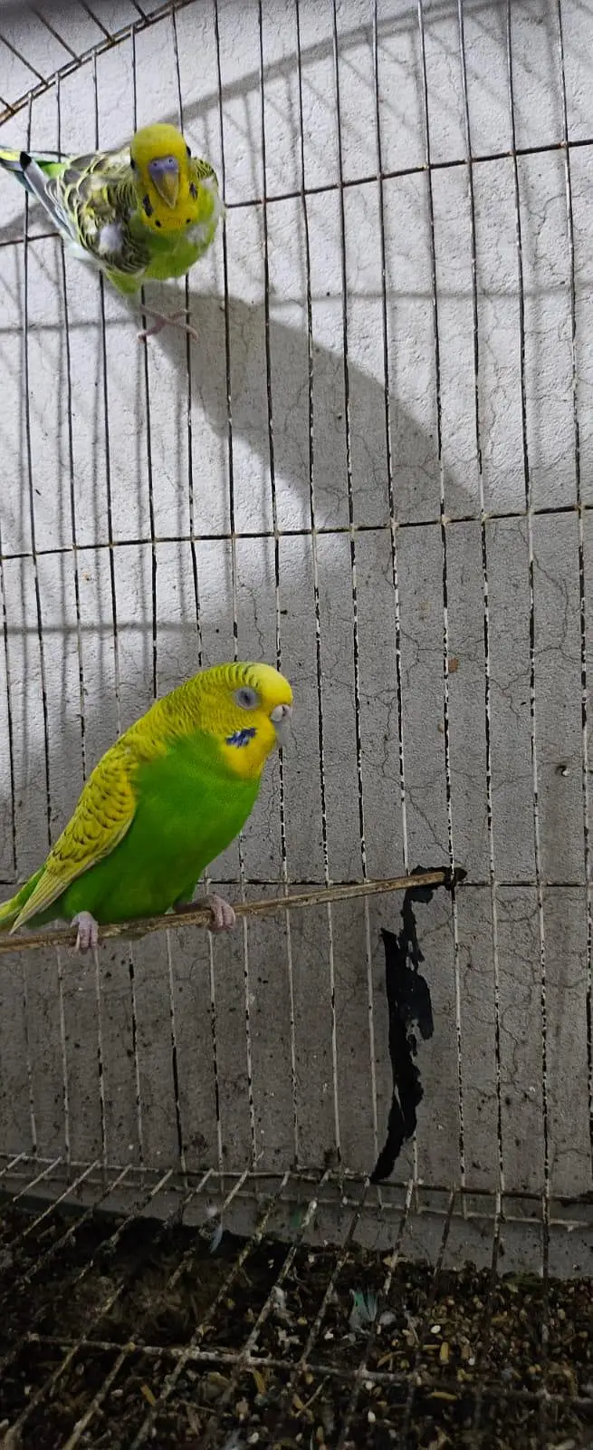 australians parrots breeder pair — photo 2