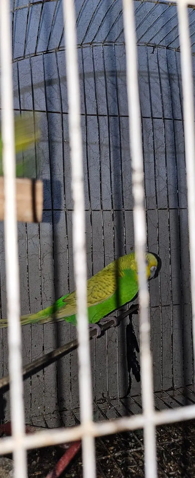 australians parrots breeder pair — photo 3