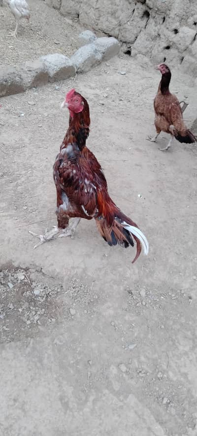 Pure meyanwali aseel