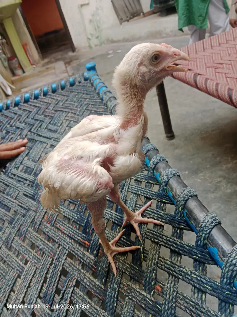 For sale aseel Heera Nasal — photo 2