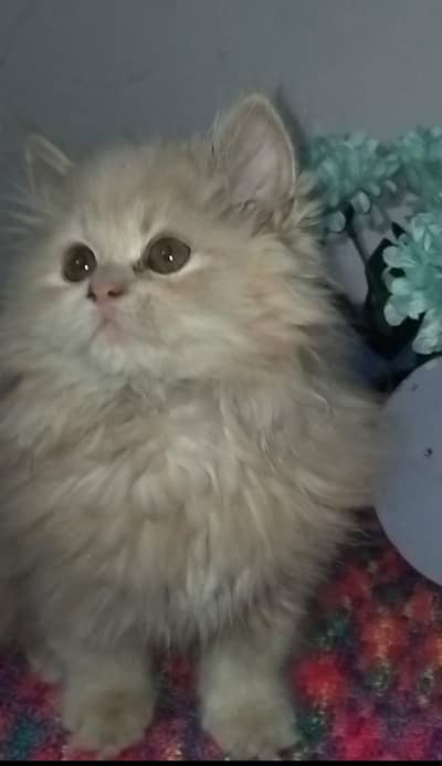 Pure Persian Triple-Coated Female Cat Available for a Loving Home 
