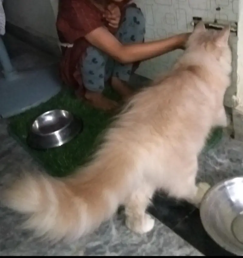 Pure Persian Triple-Coated Female Cat Available for a Loving Home  — photo 2