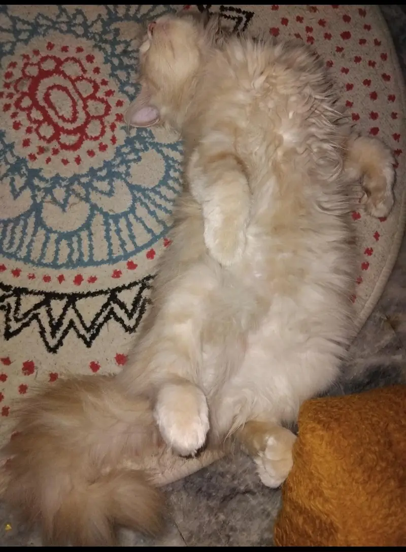 Pure Persian Triple-Coated Female Cat Available for a Loving Home  — photo 3