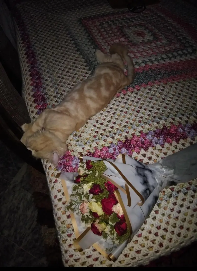 Pure Persian Triple-Coated Female Cat Available for a Loving Home  — photo 4