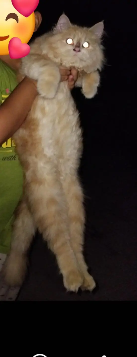 Pure Persian Triple-Coated Female Cat Available for a Loving Home  — photo 5