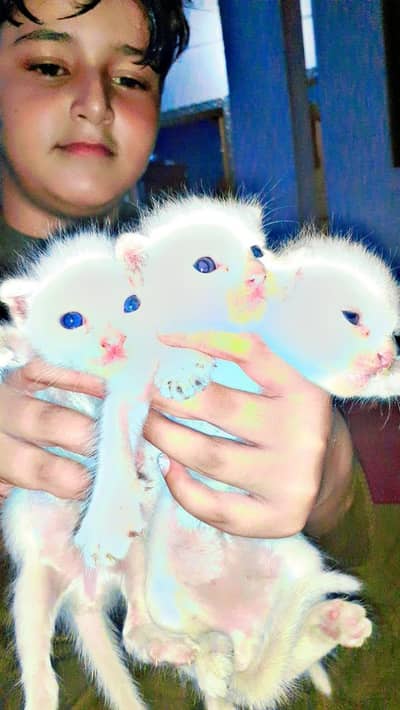 beautiful healthy kittens 1 male two female