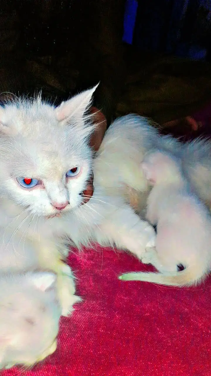 beautiful healthy kittens 1 male two female — photo 2