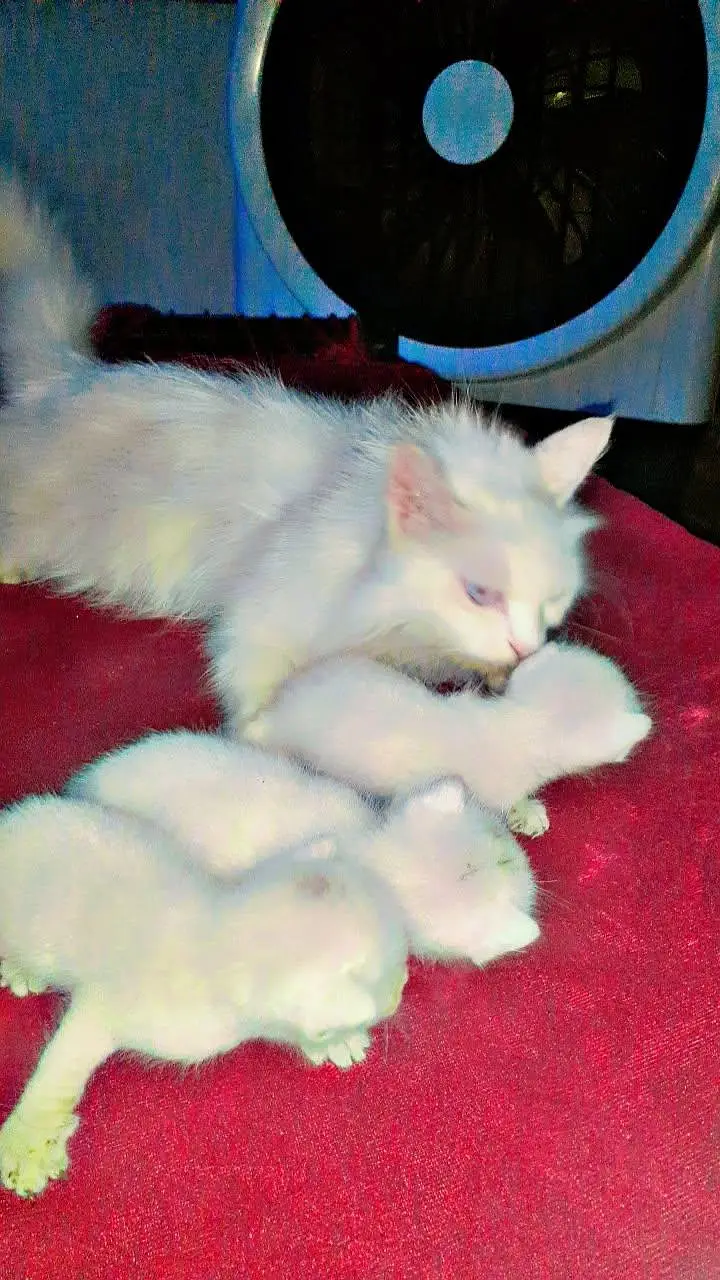beautiful healthy kittens 1 male two female — photo 3