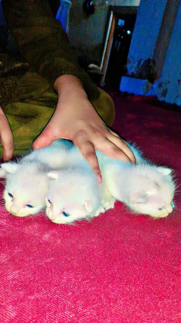 beautiful healthy kittens 1 male two female — photo 4