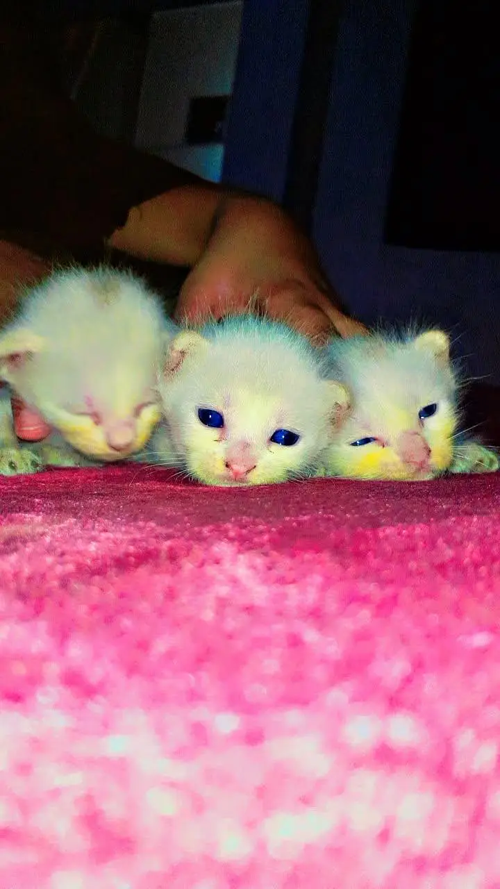 beautiful healthy kittens 1 male two female — photo 5