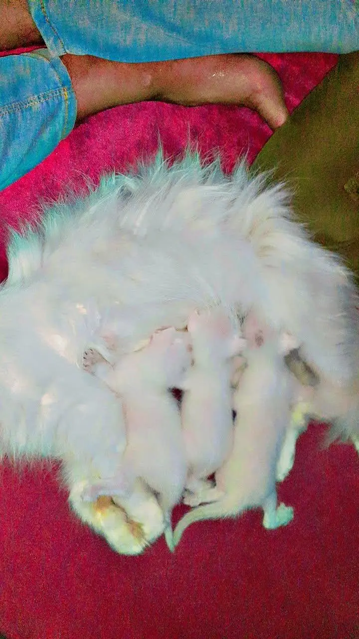 beautiful healthy kittens 1 male two female — photo 6